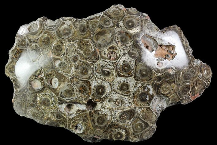 Polished Fossil Coral (Actinocyathus) - Morocco #110560